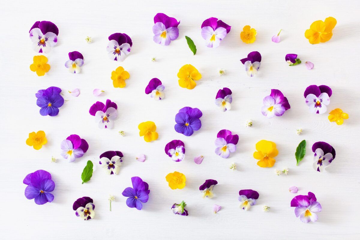 A collection of colorful edible flowers