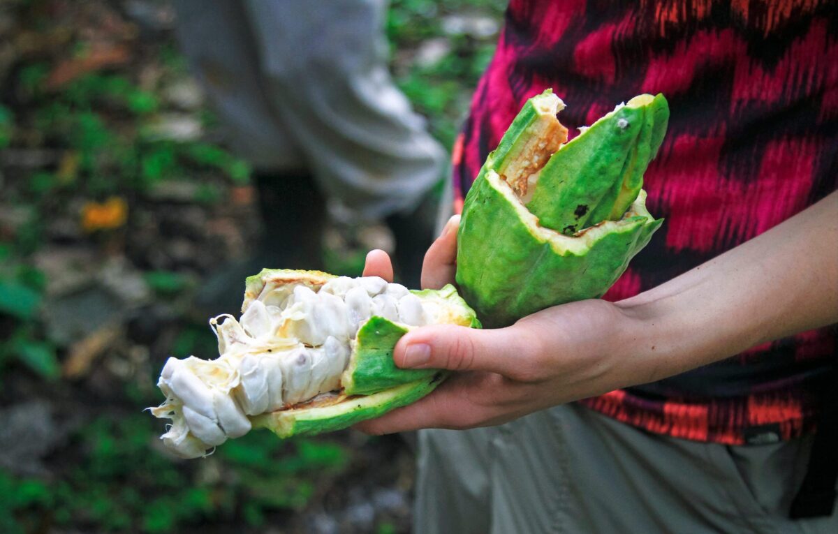 Fresh Cacao Pod in Belize
