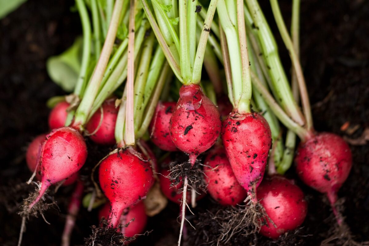 Freshly picked radishes