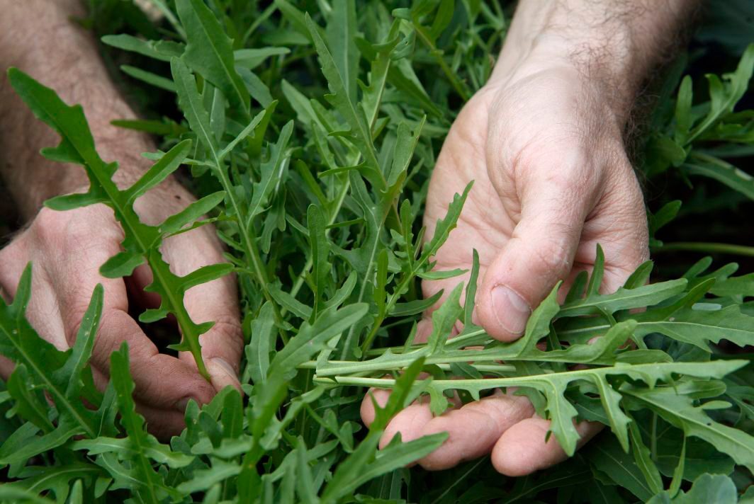 Fresh rocket leaves