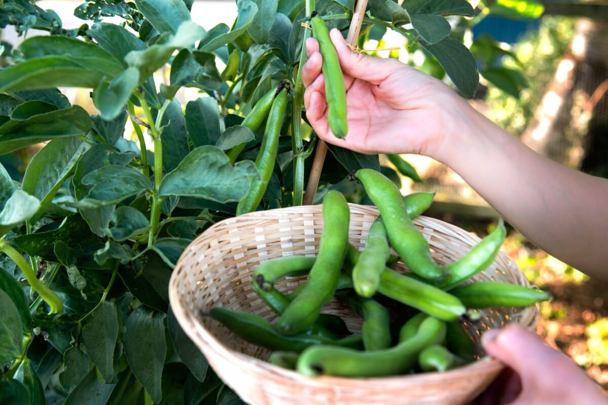 Fresh broad beans growing on the vine